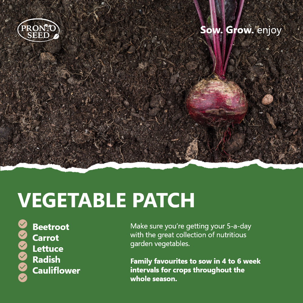 Vegetable Seeds – 21 Varieties, 1,700+ Seeds