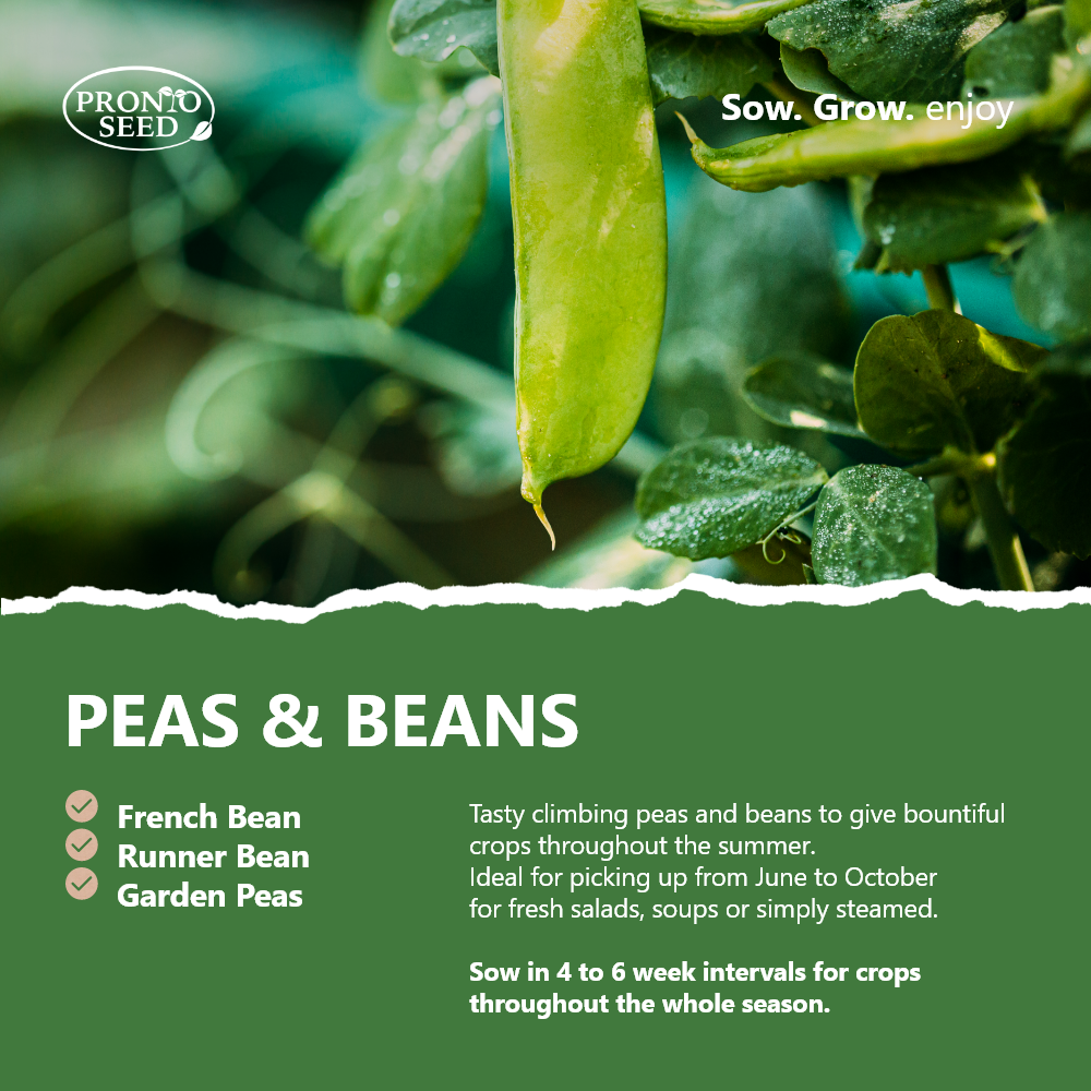Vegetable Seeds – 21 Varieties, 1,700+ Seeds