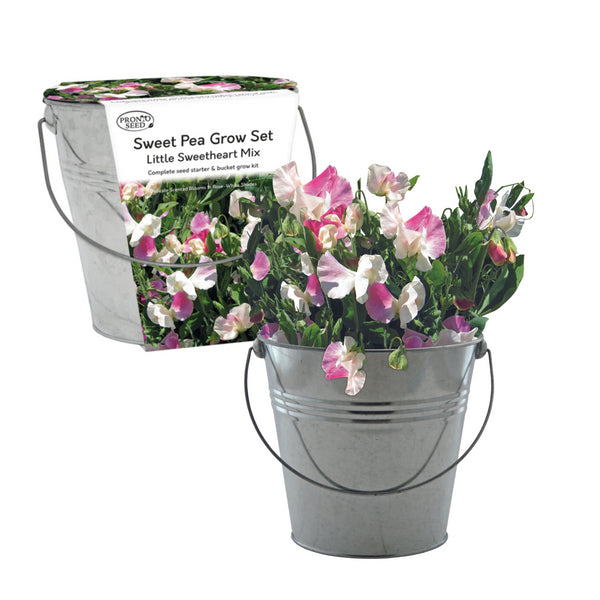 Sweet Pea Galvanized Bucket Planter Gift Set