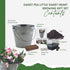 Sweet Pea Galvanized Bucket Planter Gift Set