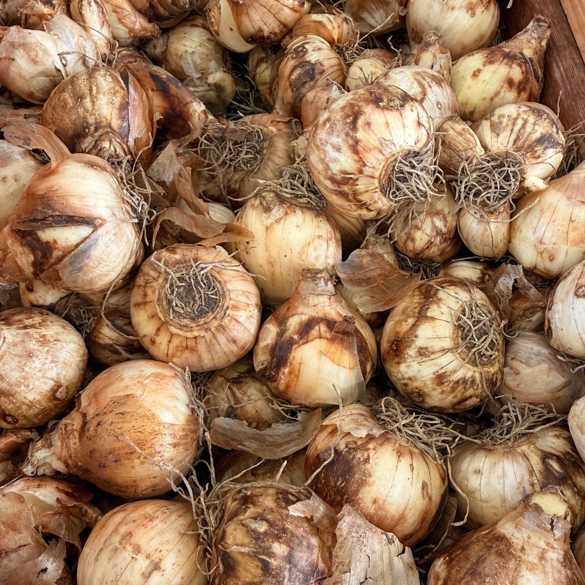 Daffodil Tête-à-Tête Bulbs – 30 Dwarf Spring Flowering Bulbs