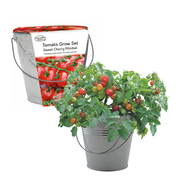 Cherry Tomato Galvanized Bucket Planter Grow Your Own From Seed Gift Set Kit
