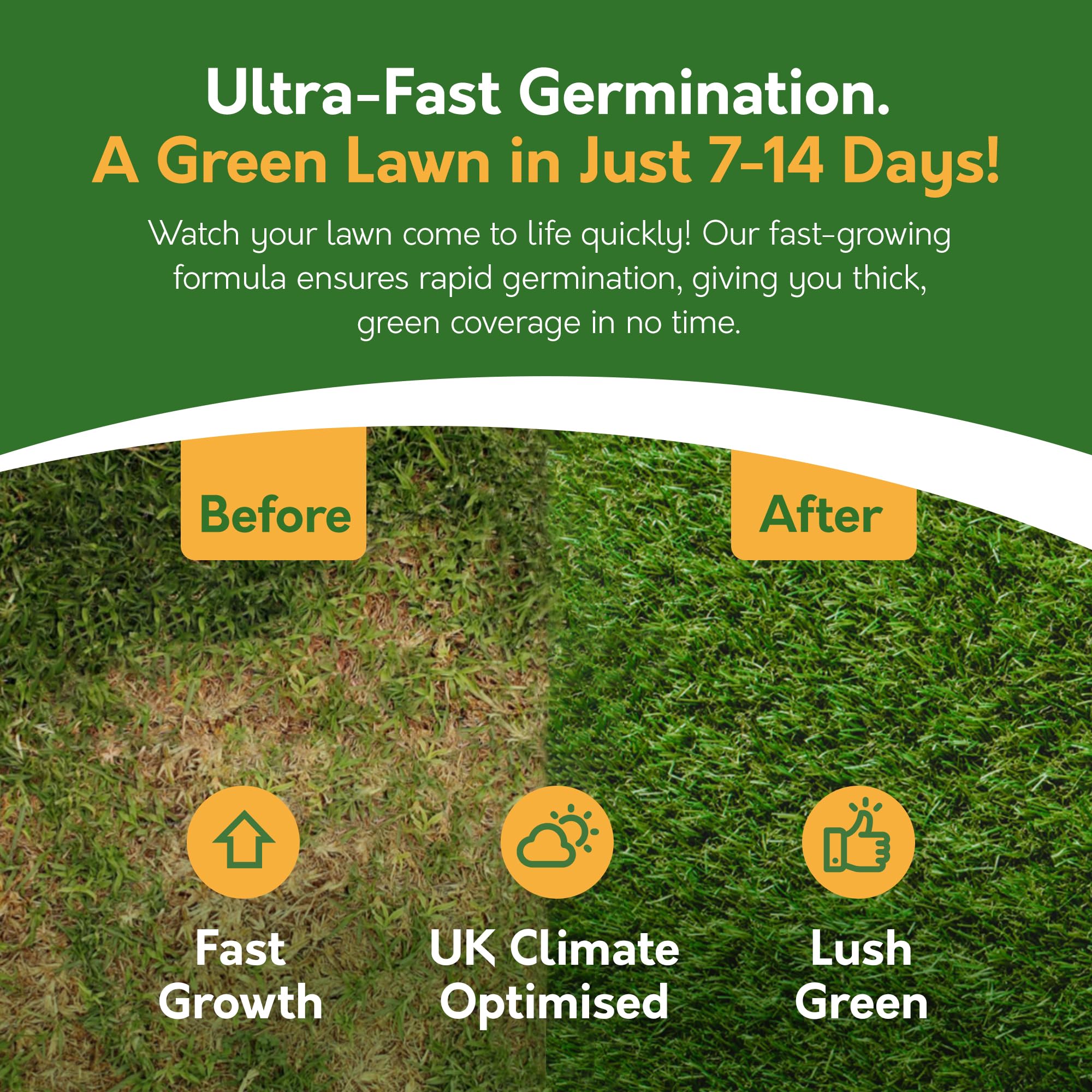 Advertisement for ultra-fast germination lawn seed with 'Before' and 'After' comparison of a green lawn.