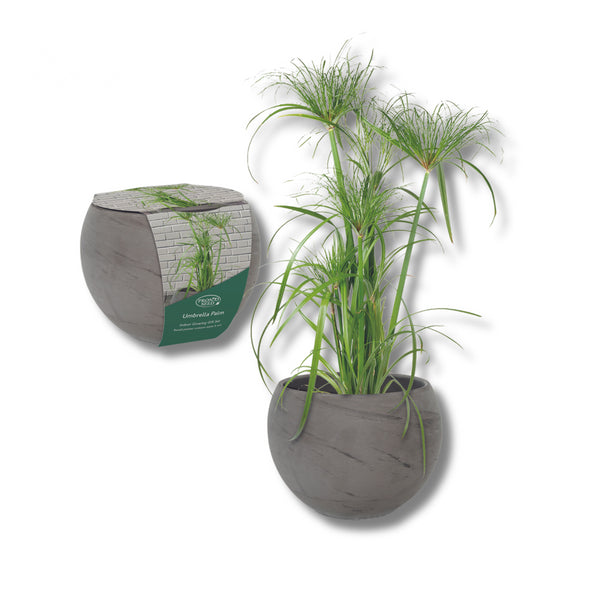 Umbrella Palm Indoor House Plant Grow Kit