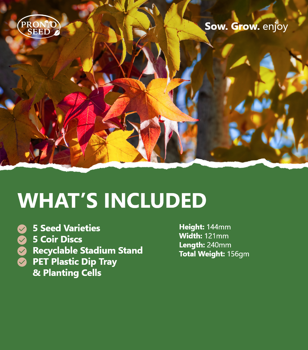 Grow Your Own Botanical Bonsai With This Eco Grow Kit Pronto Seed