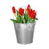 Tulip Galvanised Bulb Bucket Gift Set