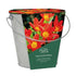 Tulip Galvanised Bulb Bucket Gift Set