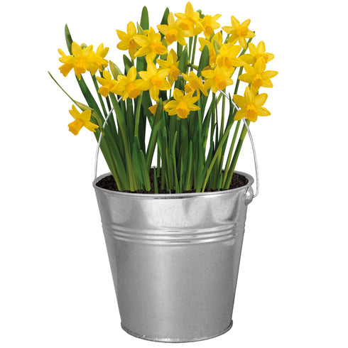 Daffodil Tête-à-Tête Galvanised Bucket Planter Grow Kit – Complete Gift Set with 5 Premium Bulbs