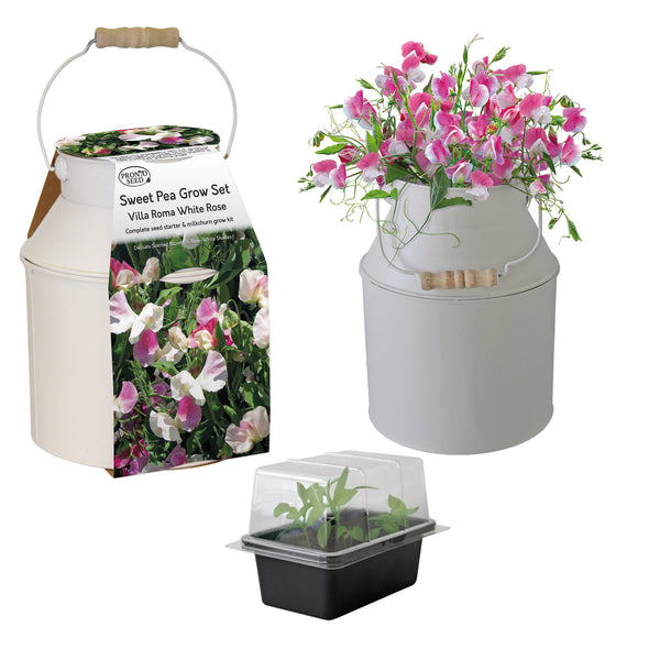 Sweet Pea Grow Kit in Milk Churn – Flower Gift Set