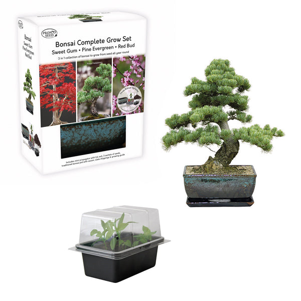 Bonsai Tree Starter Kit with Traditional Glazed Planter