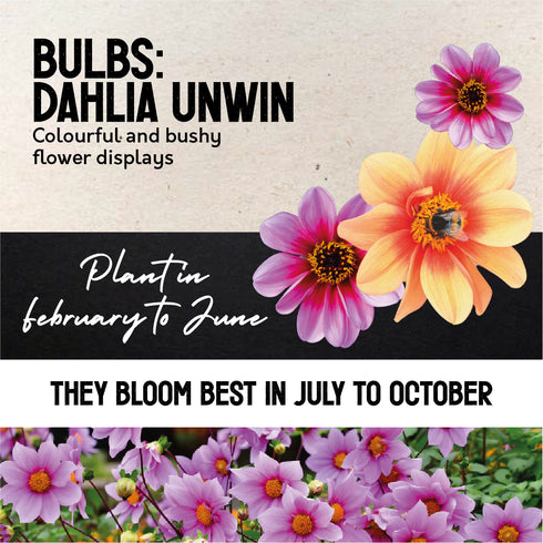 Dahlia Unwin Mixed Colour Tubers Box of 12